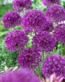 Bulbs Are Easy, Purple Sensation Allium Bulbs, Ready To Plant For Your Home Garden - Image 2