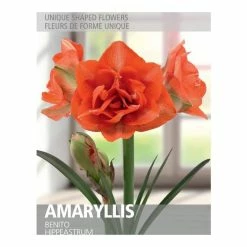 Bulbs Are Easy Amaryllis Benito Bulbs