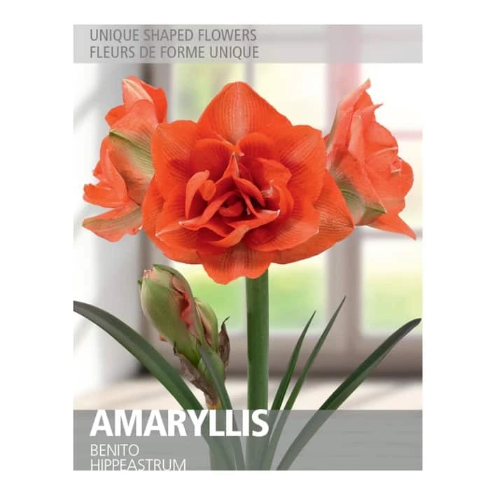 Bulbs Are Easy Amaryllis Benito Bulbs