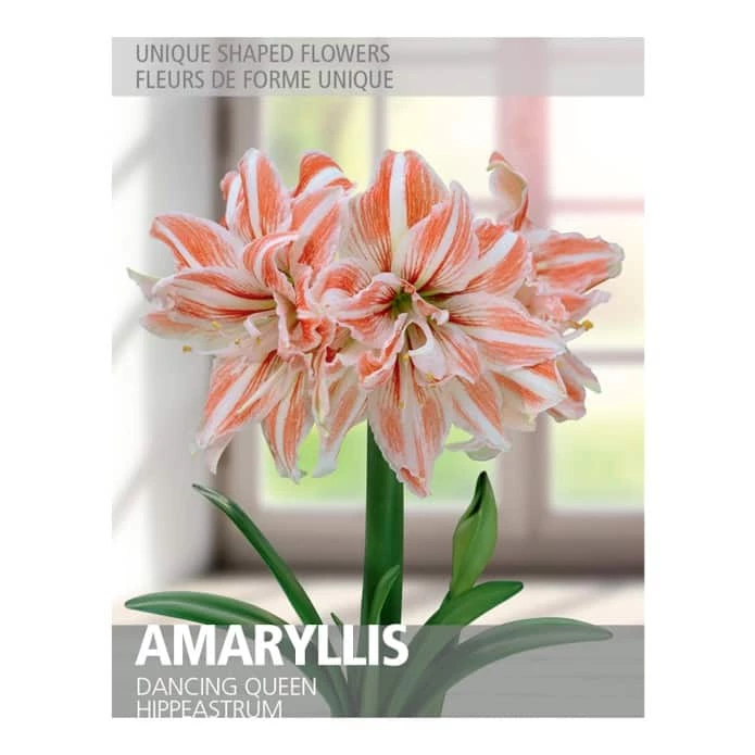 Bulbs Are Easy Amaryllis Dancing Queen Bulbs