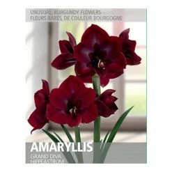 Bulbs Are Easy Amaryllis Grand Diva Bulbs
