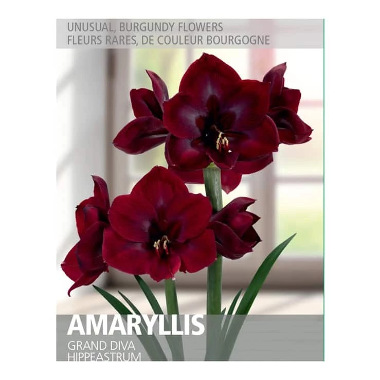 Bulbs Are Easy Amaryllis Grand Diva Bulbs