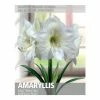 Bulbs Are Easy Amaryllis Matterhorn Bulbs