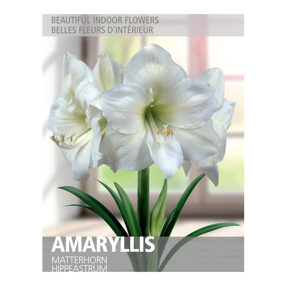 Bulbs Are Easy Amaryllis Matterhorn Bulbs