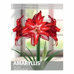 Bulbs Are Easy Amaryllis Splash Bulbs