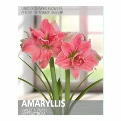 Bulbs Are Easy Amaryllis Sweet Nymph Bulbs