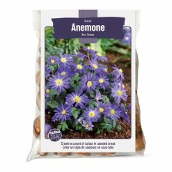 Bulbs Are Easy, Blanda Blue Shades, Anemone Bulbs, Ready To Plant For Your Home Garden