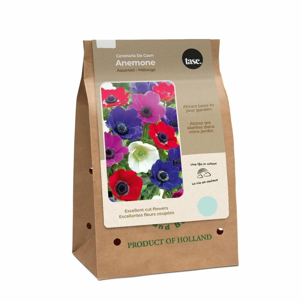 Bulbs Are Easy Anemone De Caen