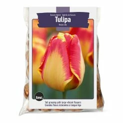 Bulbs Are Easy Banja Luka Tulip Bulb