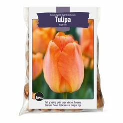 Bulbs Are Easy Darwin Hybrid Tulip, Daydream, Orange