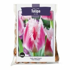 Bulbs Are Easy Fringed Tulip, Pink And White Bulbs
