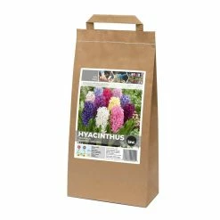 Bulbs Are Easy Hyacinthe Bulbs, Assorted