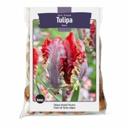 Bulbs Are Easy Parrot Tulip, Red And Yellow Bulb
