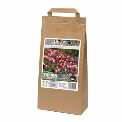 Bulbs Are Easy Bright Tulip Bulbs, Assorted