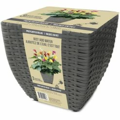 Bulbs Are Easy, Pre-Planted Calla Lily Flower Bulb Kits, Just Add Water, 3 Bulbs