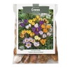 Bulbs Are Easy, Botanical Crocus Bulbs, Assorted Varieties, Home Garden