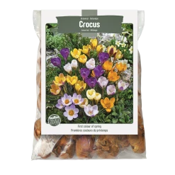 Bulbs Are Easy, Botanical Crocus Bulbs, Assorted Varieties, Home Garden