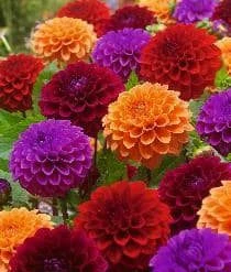 Bulbs Are Easy, Dahlia Ball Spring Bulbs, Assorted Varieties, Home Garden
