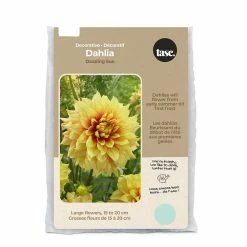 Bulbs Are Easy Decorative Dahlia Dazzling Sun Flower Bulbs