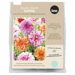 Bulbs Are Easy, Two Tone Dahlia Bulbs, Assorted Varieties, Home Garden, 2 Bulbs