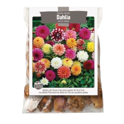 Bulbs Are Easy, Decorative Dahlia Bulbs, Assorted Varieties, Home Garden