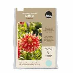 Bulbs Are Easy, Decorative Bodacious Dahlia Spring Bulbs, Home Garden