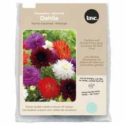 Bulbs Are Easy, Decorative Karma Dahlia Bulbs, Assorted Varieties, Home Garden