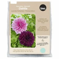 Bulbs Are Easy, Lavender Perfection & Thomas Edison Dahlia Bulbs, Home Garden