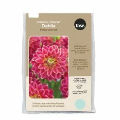 Bulbs Are Easy, Mister Optimist Dhalia Bulbs, Ready To Plant For Your Home Garden