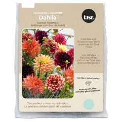 Bulbs Are Easy, Sunset Dahlia Bulbs, Assorted Varieties, Home Garden