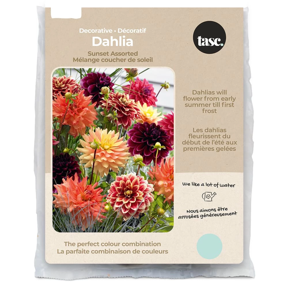 Bulbs Are Easy, Sunset Dahlia Bulbs, Assorted Varieties, Home Garden