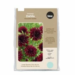 Bulbs Are Easy, Fimbriata Burgundy Chocolate Ruffles Dahlia Spring Bulbs, Home Garden