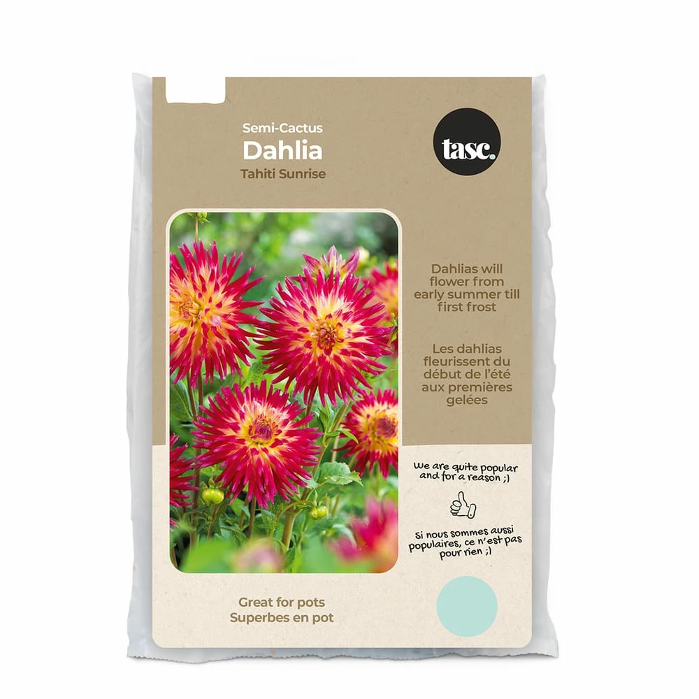 Bulbs Are Easy, Semi-Cactus Tahiti Sunrise Dhalia Bulbs, Home Garden, 2 Bulbs
