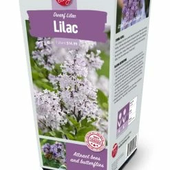 Bulbs Are Easy, Dwarf Lilac Bulbs, Ready To Plant For Your Home Garden