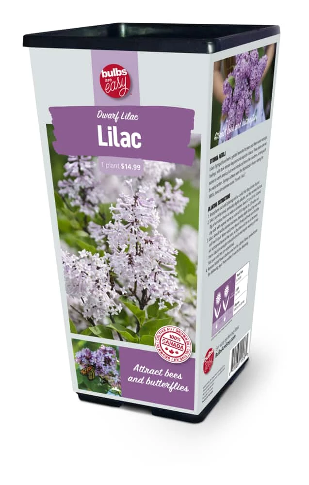 Bulbs Are Easy, Dwarf Lilac Bulbs, Ready To Plant For Your Home Garden