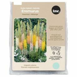 Bulbs Are Easy, Ruiter Hybrid Eremurus Spring Bulbs, Assorted Varieties, Home Garden