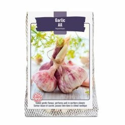 Bulbs Are Easy, Purple Glazer Fall Garlic Bulb, Ready To Plant For Your Home Garden