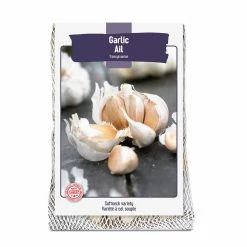 Bulbs Are Easy, Transylvanian Fall Garlic Bulb, Ready To Plant For Your Home Garden