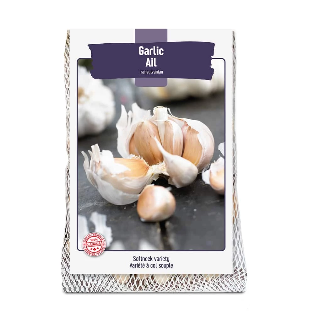 Bulbs Are Easy, Transylvanian Fall Garlic Bulb, Ready To Plant For Your Home Garden