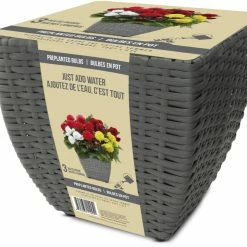 Bulbs Are Easy, Pre-Planted Fimbriata Flower Bulb Kits, Just Add Water, 3 Bulbs