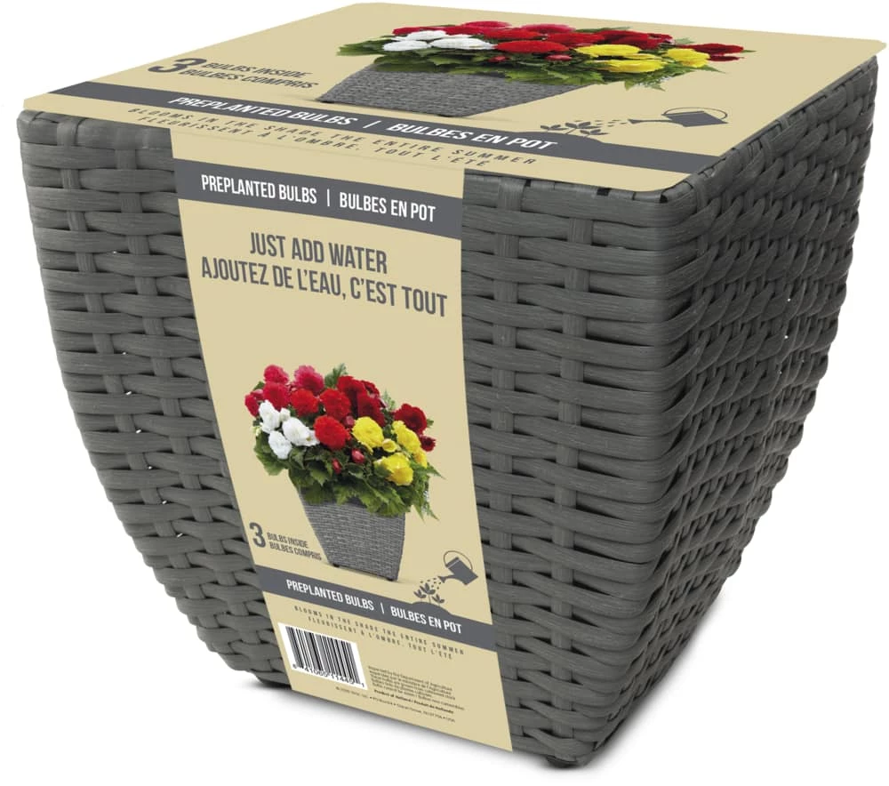 Bulbs Are Easy, Pre-Planted Fimbriata Flower Bulb Kits, Just Add Water, 3 Bulbs