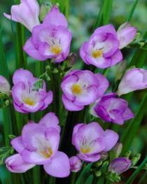 Bulbs Are Easy Single Blue Freesia Spring Bulb - Image 2