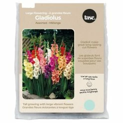 Bulbs Are Easy, Large Flowering Gladiolus Bulbs, Home Garden, 50 Bulbs