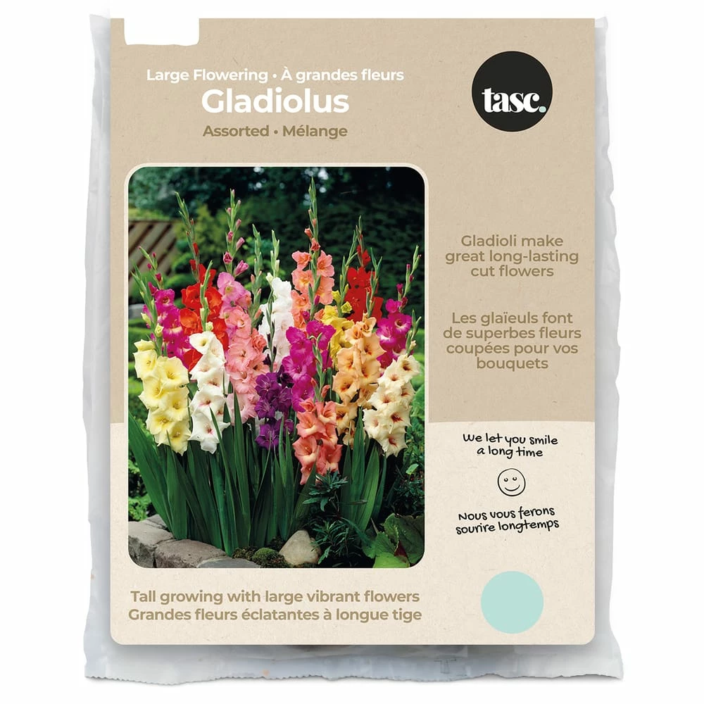 Bulbs Are Easy, Large Flowering Gladiolus Bulbs, Home Garden, 50 Bulbs