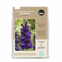 Bulbs Are Easy, Large Flowering Purple Flora Gladiolus Bulbs, Home Garden