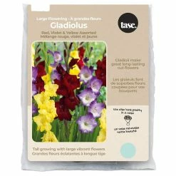 Bulbs Are Easy, Large Flowering Red, Violet & Yellow Gladiolus Bulbs Assorted Varieties