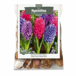 Bulbs Are Easy, Orientalis Hyacinth Bulbs, Assorted Varieties, Home Garden