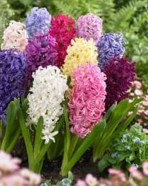 Bulbs Are Easy, Orientalis Hyacinth Bulbs, For Your Home Garden, Assorted Varieties - Image 2