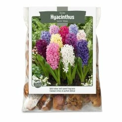 Bulbs Are Easy, Orientalis Hyacinth Bulbs, For Your Home Garden, Assorted Varieties