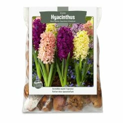 Bulbs Are Easy, Hyacinth Bulbs, Assorted Varieties, Home Garden